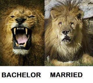 Bachelor - Married Funny Cartoon Photos, Smiles Happy People, Marriage Funny, Couples Comics, Wife Jokes, Funny Statuses, After Marriage, Before Marriage, Comic Book Style