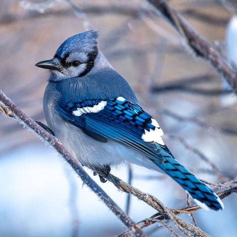 When You See a Blue Jay, It Could Be a Major Sign That You Need to Pay Attention Quincy Core, Coraline Moon, Blue Jay Meaning, Kiwi Birds, Moon Ocean, Birds To Paint, Colored Lashes, Feed The Birds, Insect Wings