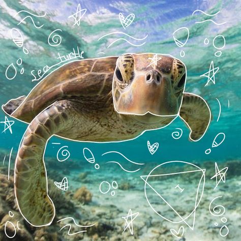 Marine Biology Pfp, Pfp Ocean, Turtle Pfp, Ocean Pfp, Water Core, Ocean Icons, Cool Sea Creatures, Therian Pfp, Fish Photos