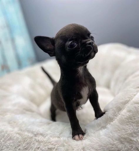 Vegan Info, Chihuahua Breeders, Black Chihuahua, Chihuahua Lover, Puppies And Kitties, Silly Cats Pictures, Teacup Puppies, Animal Pics, Chihuahua Puppies