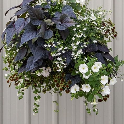 𝐖𝐄𝐒𝐓 𝐂𝐎𝐀𝐒𝐓 𝐆𝐀𝐑𝐃𝐄𝐍𝐒 on Instagram: “Our moss hanging baskets are goign to be gorgeous this year!! From the dramatic Cookies'n Cream to our floral Victorian and the colorful…” Hanging Baskets For Shade, Deck Flower Pots, Flower Combos, Black And White Patio, Moss Hanging, Patio Container Gardening, Front Porch Flowers, Easy Patio, White Patio