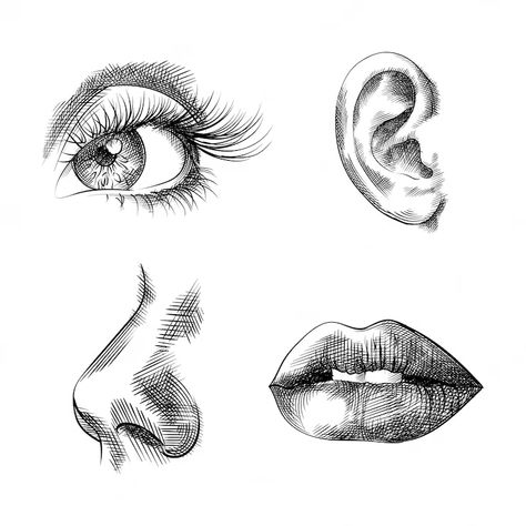 Face parts hand drawn sketches, eye, ear, nose, lips | Download on Freepik Human Eye Drawing, Nose Tattoo, Vector Face, Lips Sketch, Face Parts, How To Draw Ears, Ear Art, Eye Sketch, Nose Drawing