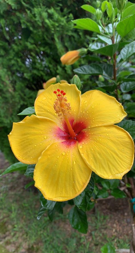 Rose Flower Photos, Yellow Hibiscus, Flowers Photography Wallpaper, Flowers Gif, Nothing But Flowers, Flower Therapy, Beautiful Bouquet Of Flowers, Alam Yang Indah, Beautiful Flowers Pictures