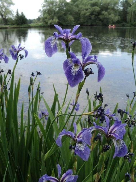 Northern Blue Flag Iris, Propagate In Water, Grow From Cuttings, Purple Passion Plant, Water Iris, Blue Iris Flowers, Blue Flag Iris, Diy Ponds Backyard, Purple Iris Flowers