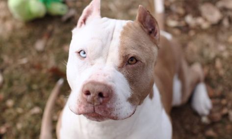 Brown and white Pitbull dog with one blue eye and one brown eye! Brown Pitbull, Pitbull Dog Puppy, Bull Images, White Pitbull, Cool Dog Stuff, Names Dog, Pitbull Dogs, Bully Breeds Dogs, Cool Dog