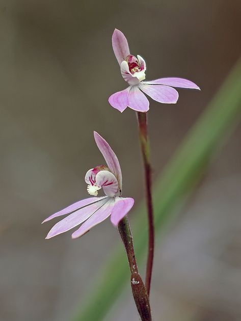 Caladenia carnia Australian Native Orchids, Australian Orchids, Australian Wildflowers, Rare Orchids, Australian Native Flowers, Australian Plants, Exotic Orchids, Australian Native Plants, People Walking