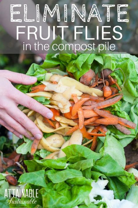 Fruit flies are annoying in the kitchen and in the compost pile. These easy tricks will substantially reduce their population. #garden #pests #natural How To Start Composting, Attainable Sustainable, Slugs In Garden, Organic Insecticide, Compost Pile, Organic Pesticide, Garden Hacks, Easy Tricks, Homesteading Skills