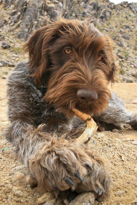 Korthals griffon ..also called Wirehaired Pointing Griffon, and this is Winchester Korthals Griffon, Wirehaired Pointing Griffon, Pointing Griffon, Organic Dog Food, Griffon Dog, German Wirehaired Pointer, Fox Terriers, Bird Dogs, Dog Rules