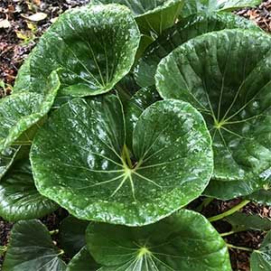 Ligularia reniformis or 'Tractor Seat Plant' with large glossy foliage is a great feature plant for a shaded position in a humus rich soil. Also seen as Farfugium japonicum Giganteum. Ligularia Reniformis, Tractor Seats, Backyard Remodel, Side Garden, Pollinator Garden, House Landscape, Foliage Plants, Planting Bulbs, Landscaping Plants