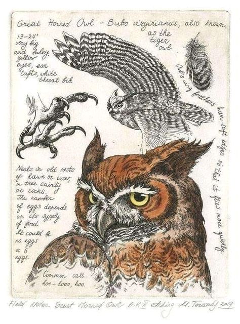 Nature Sketch, Animal Study, Scientific Illustration, Arte Sketchbook, Sketchbook Inspiration, Animal Sketches, Owl Art, Nature Journal, Art Journal Inspiration