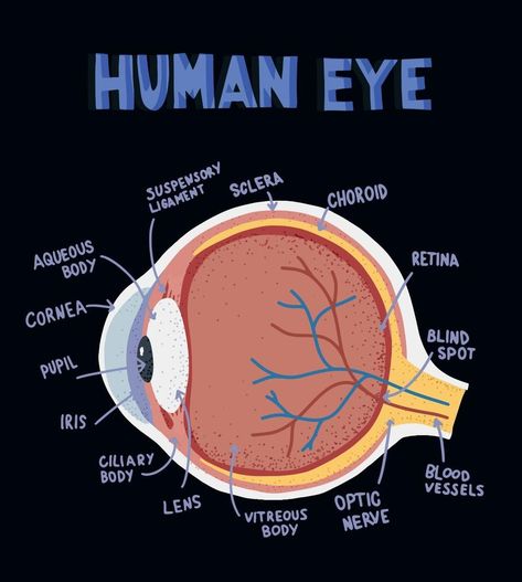 Eye Diagram Anatomy Notes, Eyes Anatomy Medical, Biology Eye Drawing, Anatomy Of Eye Notes, Eye Medical Illustration, Biology Diagrams Anatomy And Physiology, Human Eye Diagram Class 10, Eye Anatomy Drawing Medical, Eye Structure Anatomy