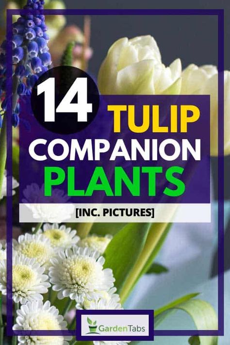 14 Tulip Companion Plants [Inc. Pictures] - Garden Tabs Tulip Planter Ideas, Tulip Container Garden, Tulip Companion Plants, Tulip Planting Ideas Front Yards, Tulip Landscaping Front Yards, Tulip Garden Layout, Tulip Garden Ideas Front Yards, Gardeners Journal, Tulips Garden Design