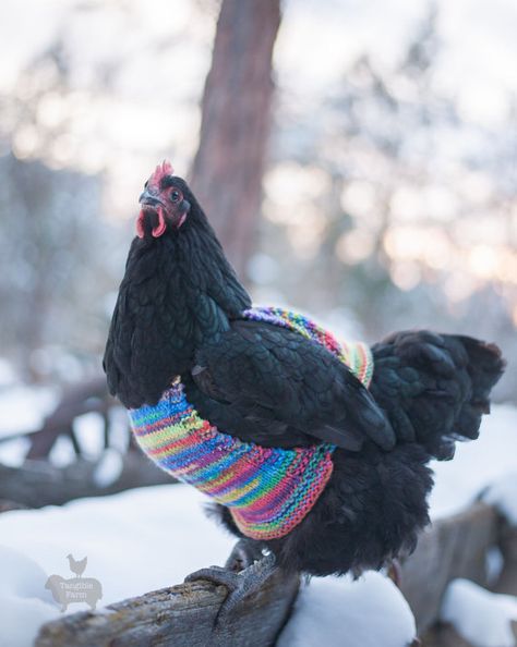 Does your #chicken need a sweater? Chicken Sweater, Sweater Care, Chicken Chick, Cute Chickens, Pet Chickens, A Chicken, Chickens Backyard, Art Plastique, 귀여운 동물