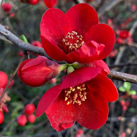 Scarlet quince... the petals dusted with pollen #quince #chaenomeles #winterflowers #redflowers #shrub #garden #gardening… Shrub Garden, Red Quince, Petal Dust, Flower Plants, Winter Flowers, Flower Beauty, Gardening Ideas, Quince, Red Flowers