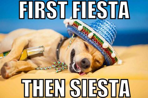 first fiesta then ciesto cinco de mayo meme funny New Mexico Memes Funny, Cinco De Mayo Quotes Funny, Cinco De Mayo Funny Quotes Hilarious, Quotes For Your Friends, Memes 2022, Tequila Humor, Funny Animal Clips, First Fiesta, Beer Memes