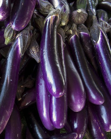 Eggplant Aesthetic, Dull Aesthetic, Imperial Purple, 50 Shades Of Purple, Purple Eggplant, Purple Stuff, Everything Purple, Purple Mauve, Purple Things