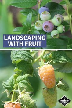 Plant an edible landscape. Follow these tips to landscaping with fruit. #gardeningchannel #fruitgardening #growingfruit #landscaping Service Berry Tree Landscaping, Backyard Edible Landscaping, Berry Fence Ideas, Fruit Tree Front Yard Landscaping, Landscaping With Edible Plants, Edible Landscaping Front Yard Design, Backyard Landscaping With Fruit Trees, Landscaping Around Fruit Trees, Berry Plants Garden