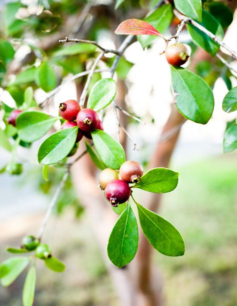 Strawberry guava tree Chilean Guava, Guava Desserts, Guava Tree, Living In Los Angeles, Strawberry Guava, Wild Edibles, Crab Apple, Fun Hobbies, Edible Plants