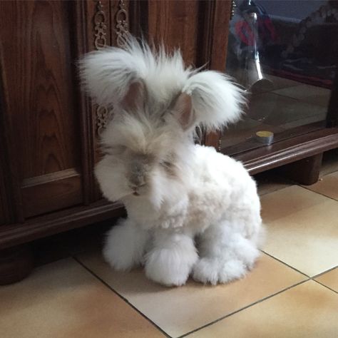 English Angora Bunny, Angora Bunnies, English Angora Rabbit, Angora Bunny, English Angora, Cutest Bunny Ever, Pet Rodents, Pet Bunny Rabbits, Beautiful Rabbit