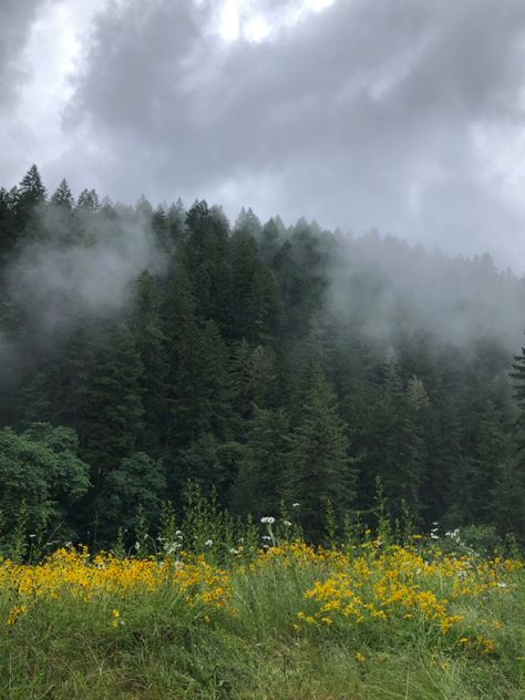 Beautiful trees and flowers in oregon House In Oregon, Oregon Gothic, Subsurface Scattering, Oregon Aesthetic, Oregon Trees, Oregon Summer, Oregon Mountains, Aesthetic Scenery, Hidden Oasis