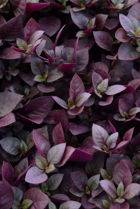 Pretty in purple: Gorgeous foliage to add dimension in the garden | The Impatient Gardener Urban Balcony, Joseph's Coat, Balcony Gardening, Josephs Coat, Annual Garden, Purple Plants, Proven Winners, House Plants Indoor, Planting Bulbs