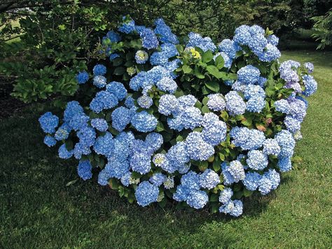 WSHG.NET | All About Hydrangeas | WestSound Home & Garden When Do Hydrangeas Bloom, Big Leaf Plants, Pruning Plants, Pruning Hydrangeas, Hydrangea Landscaping, Large Hydrangea, Big Leaf Hydrangea, Types Of Hydrangeas, Hydrangea Varieties