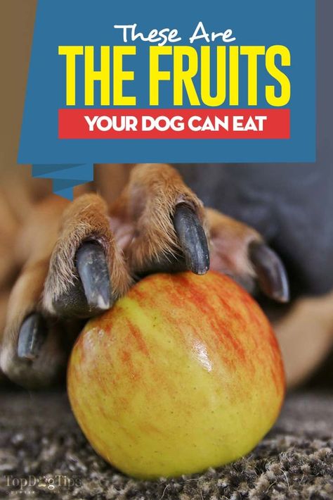 Your Guide to What Fruits Can Dogs Eat Food Dogs Can Eat, Fruit Dogs Can Eat, Can Dogs Eat Apples, Foods Dogs Can Eat, Doggie Bag, Baked Scallops, Dog Toothpaste, Dog Foods, Boost Immunity