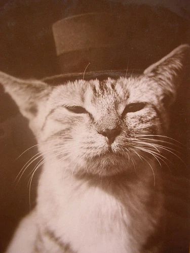 18 amazing vintage cat’s pictures | Kitty Bloger Bodega Cat, Cat Top, Weird Animals, Vintage Cat, Animal Photo, Vintage Postcard, Top Hat, Cat Pics, Cool Cats