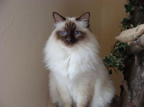 Chocolate Point Ragdoll, Ragdoll Cats, Ragdoll Cat, God Prayer, Pretty Cats, Cats And Kittens, Cute Cats, Animal Lover, Kittens