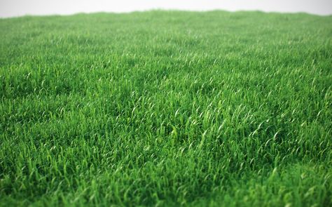 Free Proxy Grass Scene by Josef Bsharah - C4D Vray Source Bermuda Grass Seed, Natural Lawn, Rye Grass, Green Grass Background, Bermuda Grass, Grass Background, Grass Wallpaper, Types Of Grass, Lawn Care Tips