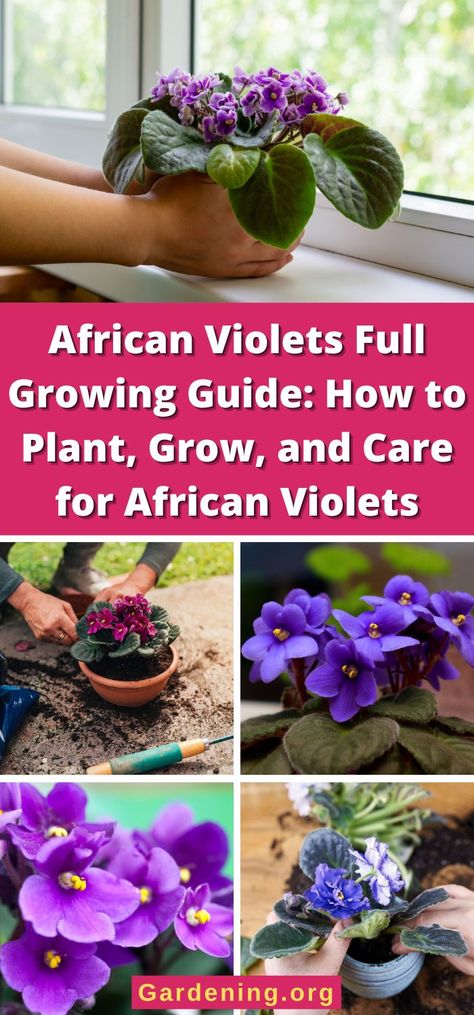 African Violet Care, Gemüseanbau In Kübeln, Garden Front Of House, African Violets Plants, Sun Loving Plants, Violet Plant, Inside Plants, Plant Information, African Violet