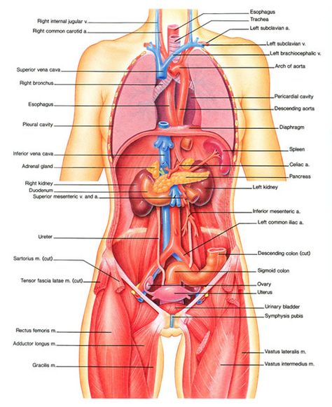 Intro to Anatomy 6: Tissues, Membranes, Organs - Freethought Forum Human Organ Diagram, Human Body Organs Anatomy, Body Organs Diagram, Body Anatomy Organs, Human Anatomy Picture, Human Anatomy Chart, Human Body Diagram, Human Anatomy Female, Picture Of Body