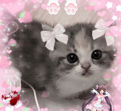 Cute cats Cutecore Pfp, Cute Cats, Quick Saves