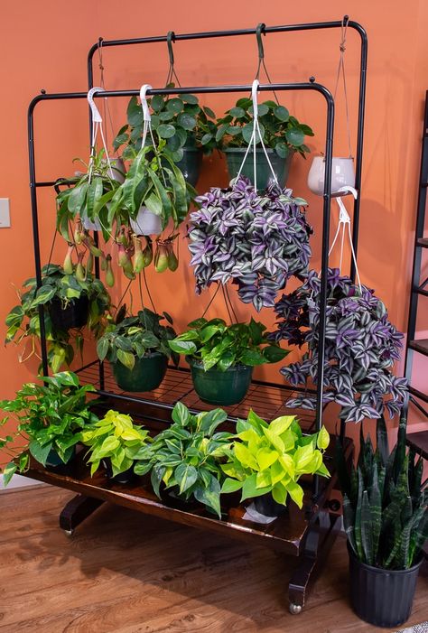 Beautiful hanging plants at Take Root Houseplant Shop in Frederick, MD! Hanging Plants Outdoor, Indoor Plant Wall, نباتات منزلية, Support Pour Plante, Herb Garden Design, Hanging Plants Indoor, Balcony Plants, Plant Decor Indoor, Plant Stand Indoor