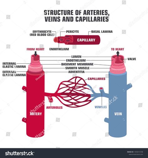 Veins Arteries And Capillaries, Basement Membrane, Arteries And Veins, Medical Icon, Nursing School Notes, Phlebotomy, Flat Style, School Notes, Nursing School