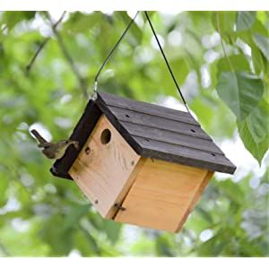 Wren Bird House, Butterfly Boxes, Bat Boxes, House Wren, Wren House, Bat Box, Wren Bird, Photo Crafts, Homemade Bird Houses