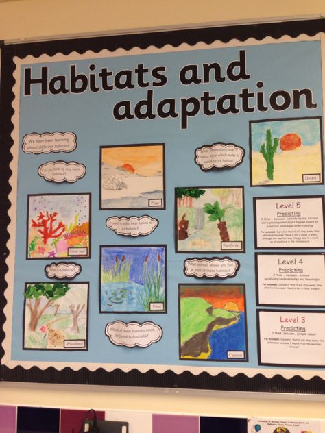 Habitats display Ecosystems Bulletin Board, Habitat Bulletin Board Ideas, Habitats Projects For Kids, Ks2 Display, Boarders For Bulletin Boards, Ks2 Science, Science Display, Habitats Projects, Science Anchor Charts