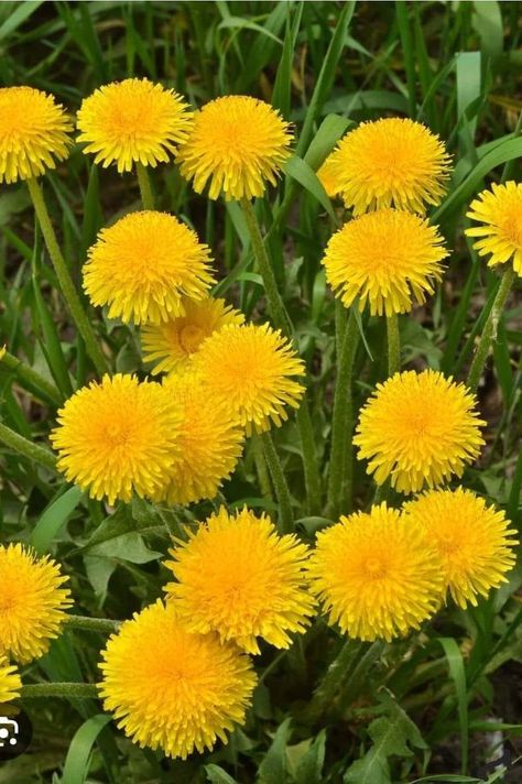 Creative Gardening Era Dandelions Flower, Grass Fertilizer, Dandelion Plant, Plant Benefits, Clay Soil, Creative Gardening, Low Maintenance Plants, Garden Pests, Organic Fertilizer