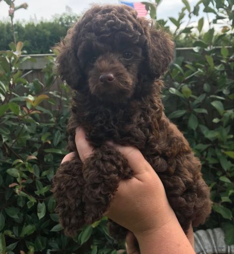 Dogs Curly Hair, Curly Haired Dog, Hair Styles Cute, Brown Dogs, Brown Curly Hair, Pretty Animals, Cute Hairstyles, Curly Hair, Cute Dogs