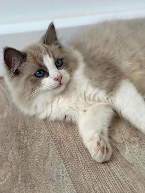 Ragdoll Kitten | PetClassifieds.com Ragdoll Cats And Kittens, Kittens For Sale Near Me, Bicolor Ragdoll Cat, Rag Doll Kittens Blue Eyes, Blue Mink Ragdoll, Blue Bicolor Ragdoll, Ragdoll Kittens For Sale, Blue Mitted Ragdoll, Deaf Dog