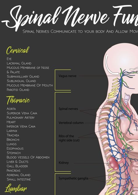 Nervous System // Chiropractic // Subluxation Complex // Symptoms // Nervous System // Healing // Subluxation Chart // Anatomy - Etsy UK Anatomy Template, Nervous System Healing, Logo Clinic, Anatomy Lab, Parotid Gland, Human Muscle Anatomy, Muscle Knots, Spinal Nerve, Sports Therapy