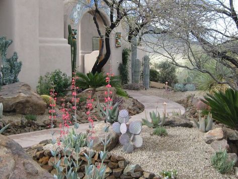 Landscape Sitting Area, Silver Lace Vine, Succulent Nursery, Mesquite Tree, California Native Garden, Hacienda Style Homes, Side Yard Landscaping, Drought Tolerant Garden, Trumpet Vine