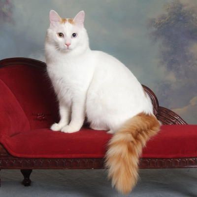 Turkish Van Cat Swimming Cats, Turkish Van Cats, Turkish Angora Cat, Purebred Cats, Turkish Van, Angora Cats, Rare Cats, Norwegian Forest, Adorable Cats