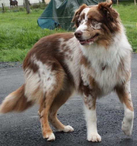 Red Merle Australian Shepherd Australian Shepherd Training, Red Merle Australian Shepherd, Merle Australian Shepherd, Australian Shepherd Blue Merle, American Shepherd, Aussie Shepherd, Aussie Puppies, Australian Shepherd Puppies, Aussie Dogs