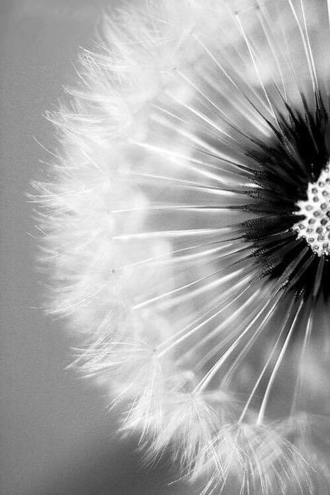 White Dandelion, Black And White Photo Wall, A Dandelion, Texture Photography, Black And White Flowers, Gray Aesthetic, Black N White Images, Black And White Aesthetic, White Picture