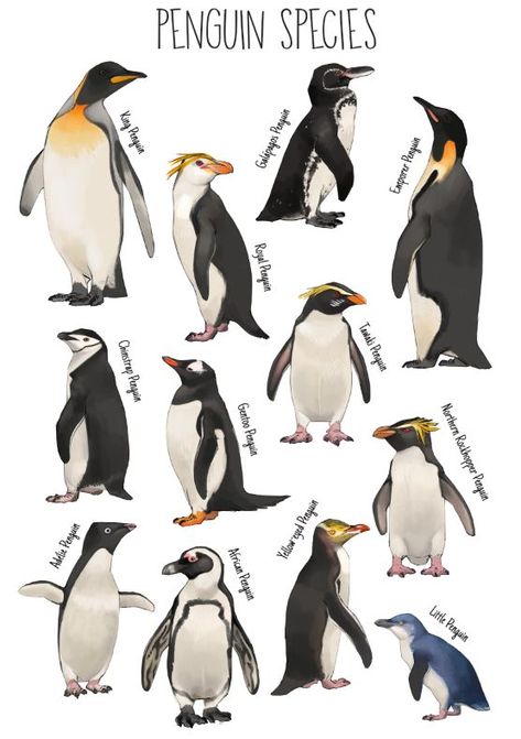 Galapagos Penguin Drawing, Northern Rockhopper Penguin, King Penguin Tattoo, Emperor Penguin Drawing, Penguin Adelie, Penguin Reference, Fiordland Penguin, Penguin Chart, Different Types Of Penguins