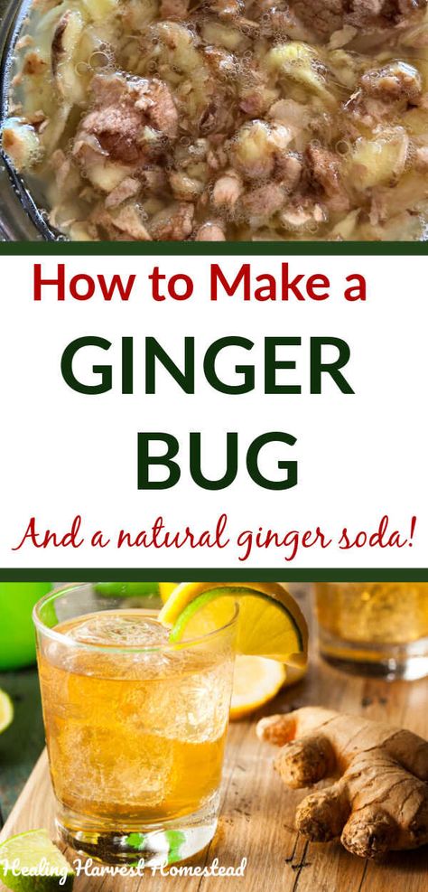 What is a Ginger Bug, and How Do You Make One? (Plus, Ways to Use It) — All Posts Healing Harvest Homestead Diy Ginger Ale How To Make, Gingerbug Soda Recipes, Making Soda At Home, Gingerbug Soda, Ginger Bug Recipe, Gingerale Recipes, Ginger Bug Soda Recipes, Ginger Bug Soda, Weird Drinks