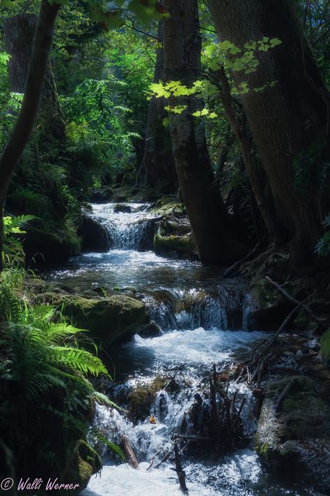 Time of silent.....     #BTPLandscapePro – +BTP Landscape Pro . founded by… Water Lilies Painting, Claude Monet Water Lilies, Pisgah National Forest, Dark Tree, National Parks Photography, Mountain Lakes, Beautiful Landscape Photography, Beautiful Scenery Pictures, Landscape Photography Nature