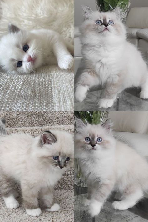 Ragdol kittens for sale in California Ragdoll Cats For Sale, Kittens For Sale Near Me, Ragdoll Kittens For Sale, Caring For A Newborn, Ragdoll Kittens, Kittens For Sale, Ragdoll Cats, Ragdoll Kitten, Kitten For Sale