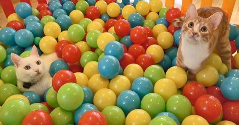 What Happens When Two Cats Are Put In A Ball Pit With 500 Balls (Video) Ball Pit For Cats, Jumping Cat, Baby Ball Pit, Cute Pixie Cuts, Ball Pool, Cat Ball, Two Cats, Ball Pit, Cute Cat Gif